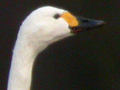 Bewick's Swan